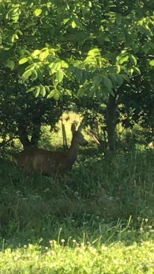 Bio Fattoria Ca D'Pignat Bed & Breakfast Lama Mocogno