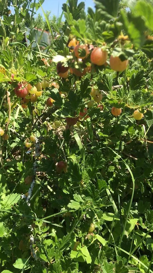 Bio Fattoria Ca D'Pignat Bed & Breakfast Lama Mocogno